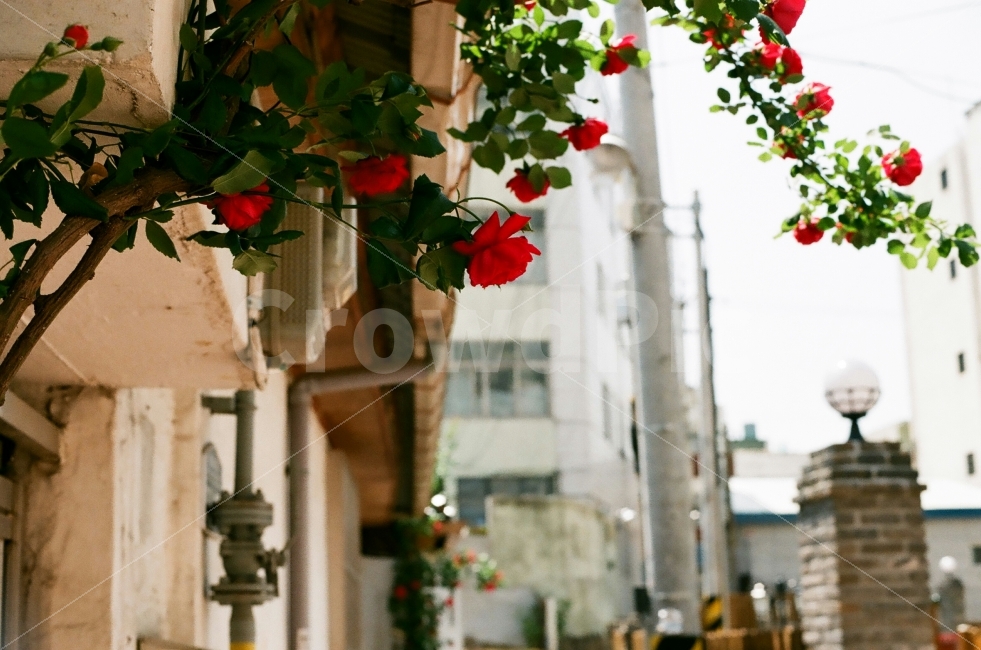 장미,꽃,동네,골목,감성,골목길,alley,식물,자연,plants,nature,꽃,flower,감성,sensible,feeling,plant,leaf,잎