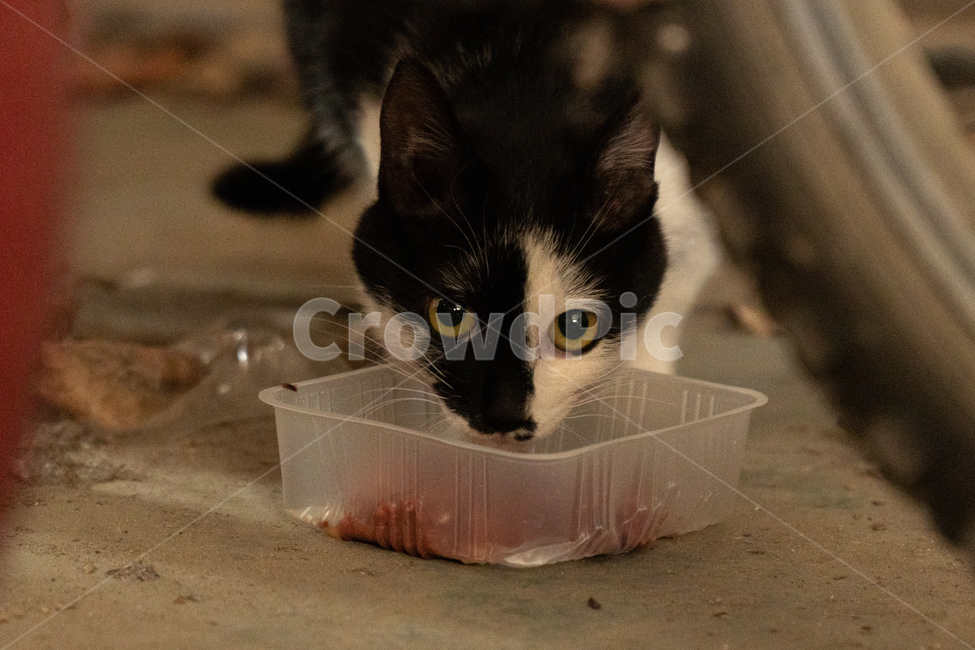 길고양이,고양이,길냥이,고양이입양,삼색고양이,동물,평화,힐링,귀여움,동물,animal,포유류,mammal,고양이,cat,kitten,kitty