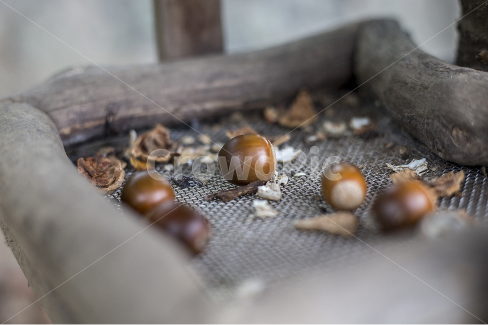 도토리,동물먹이,acorn,식량,다람쥐,음식,식재료,요리,food,cook,meal,dishes,food reserves,과일,열매,fruit