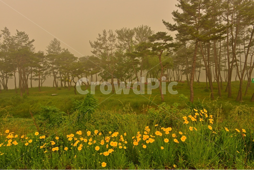 나주,남평,드들강,반영,sunlight,햇빛,weather,날씨,tree,나무,plant,식물,nature,자연,outdoors,옥외,금계국,강변