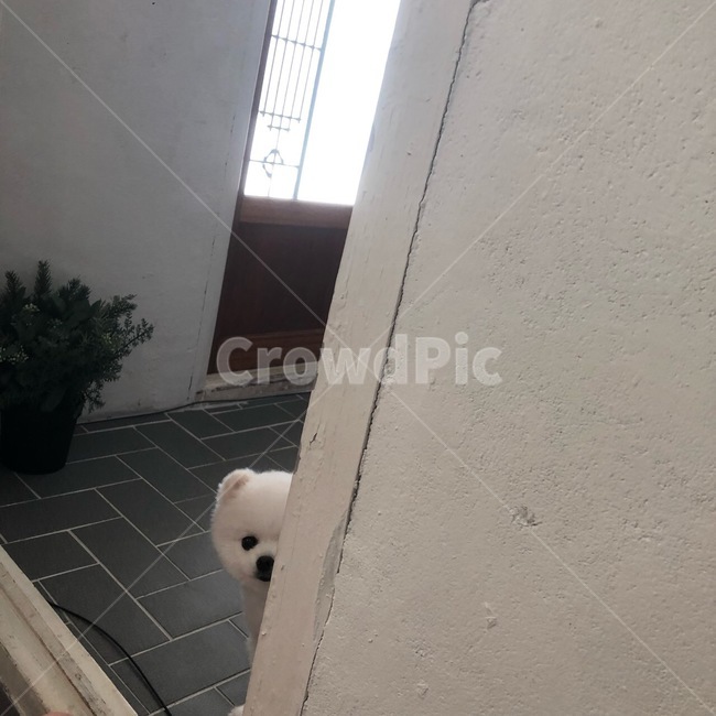 강아지,포메라니안,화이트포메라니안,포메,개,dog