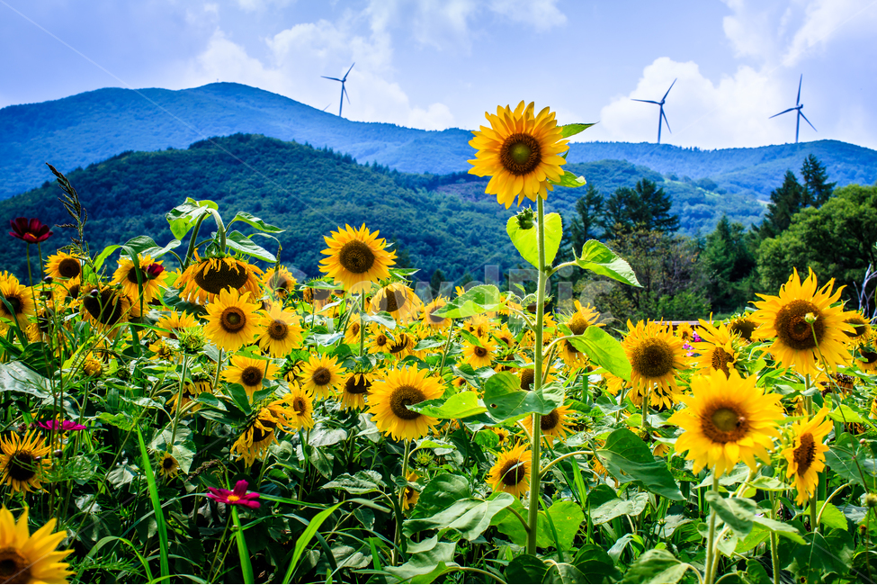 태백,해바라기,노랑,하늘,풍차,산,여름,여름,계절,summer,season,자연,풍경,nature,landscape,한국자연풍경,한국자연경관,korea nature landscape,식물,plants,꽃,flower,plant,blossom