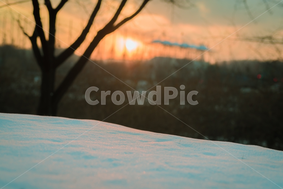 눈,겨울,나무,하늘,일몰,노을,겨울,계절,winter,season
