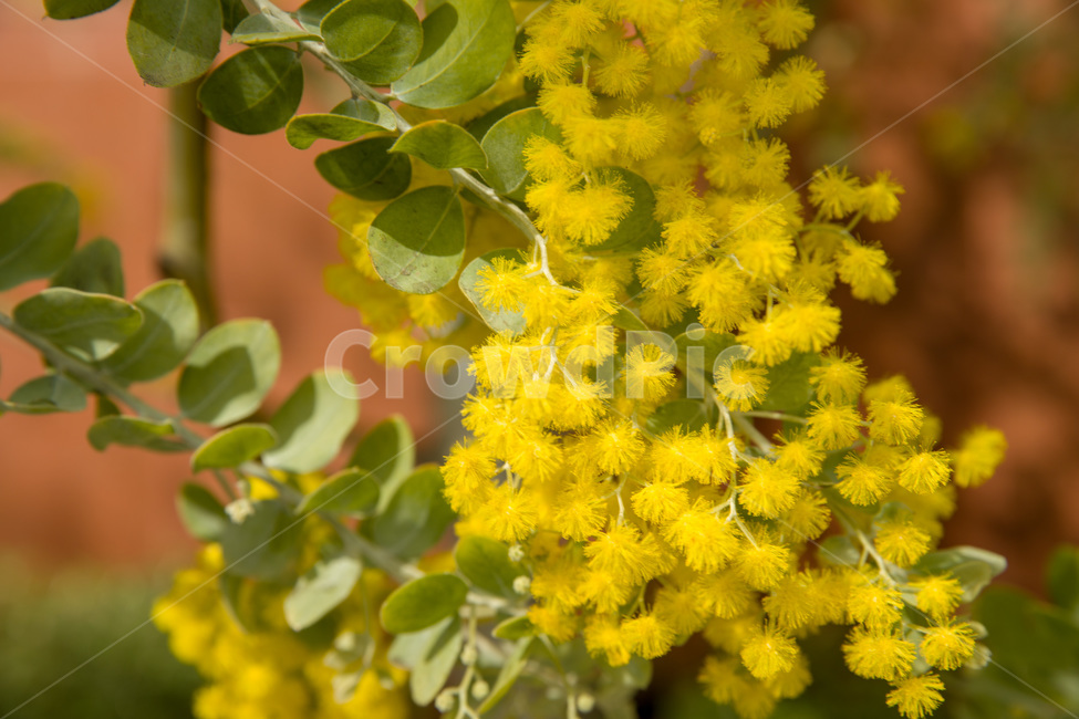 background,beautiful,beauty,bloom,blooming,blossom,bright,closeup,color,flora,floral,flower,garden,green,leaf,natural,nature,outdoor,plant,season,spring,summer,tree,yellow,꽃,노란색,노랑꽃,식물