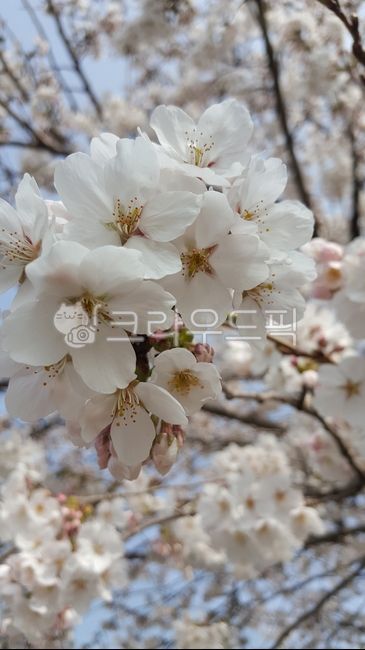 cherry blossom tree,spring,Cherry Blossom,pretty flower,flower
