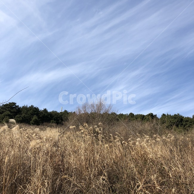 grass,잔디,plant,식물,하늘,구름,cloud,갈대,가을,자연,풍경,nature,landscape