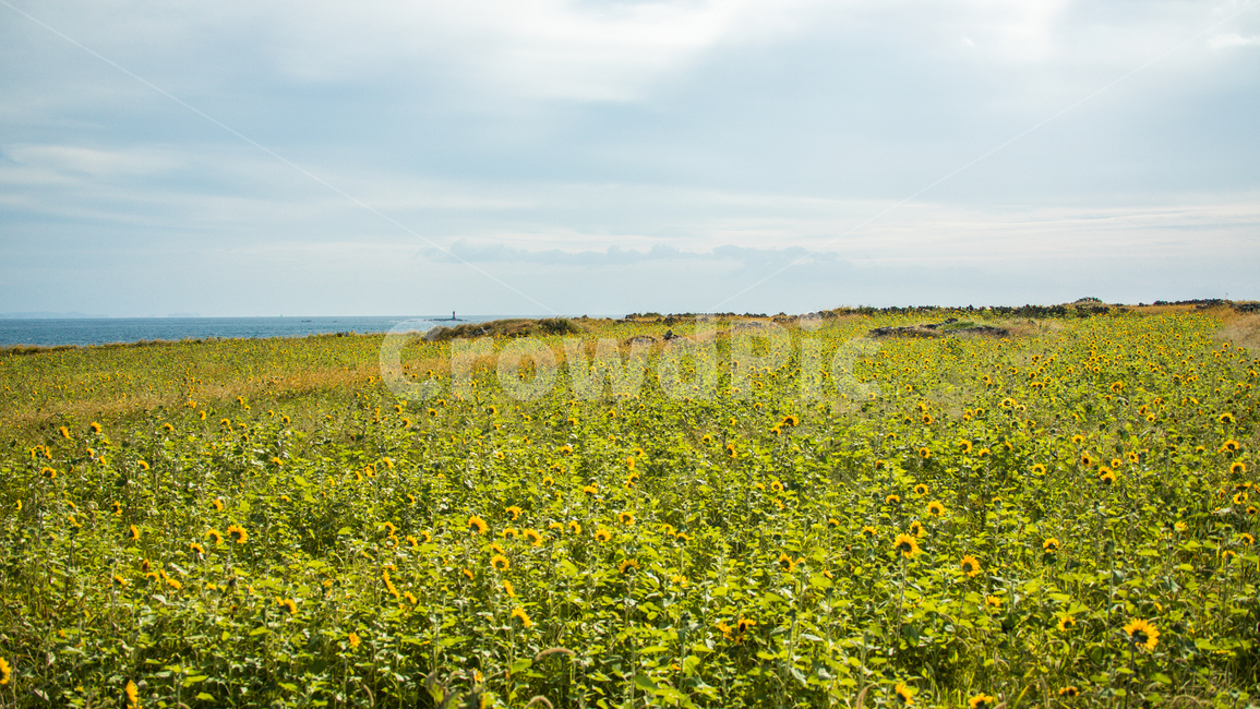 해바라기,하늘,가파도,구름,풍경,자연,풍경,nature,landscape,한국자연풍경,한국자연경관,korea nature landscape,outdoors,옥외,field,들,grassland,목초지,farm,농장,rural,농촌,meadow
