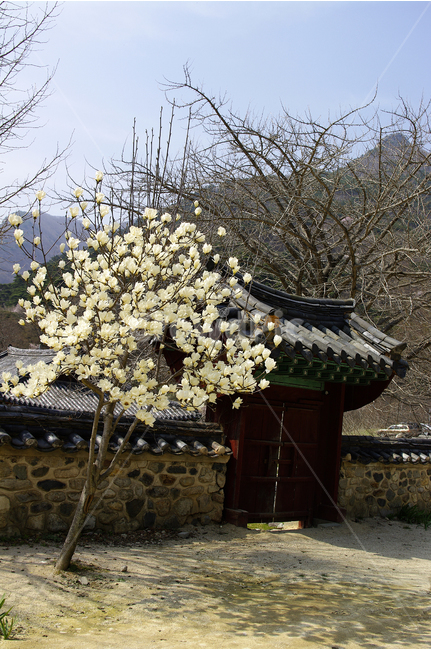 한국,밀양,표충사,사찰,절,목련나무,담,목련,봄,계절,spring,season,한국전통,한국문화,korean traditional,korean culture,식물,자연,plants,nature,나무,trees,wood