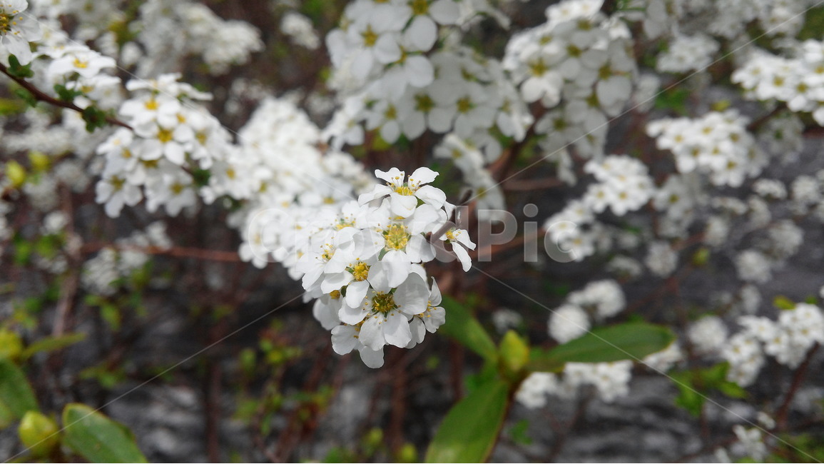 벚꽃,봄,전령사,흰색,아웃포커싱,봄,계절,spring,season,식물,자연,plants,nature,꽃,flower,plant
