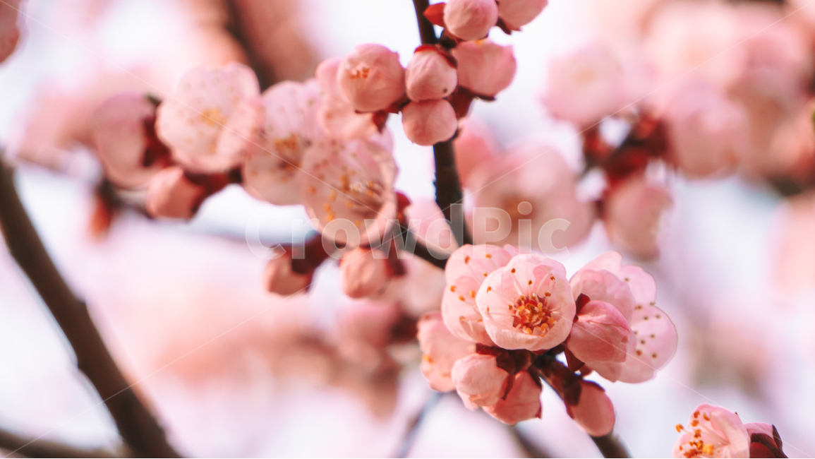 홍매화,매화,봄,봄꽃,꽃,꽃잎,꽃송이,개화,계절,봄,계절,spring,season,식물,자연,plants,nature,꽃,flower,감성,sensible,feeling,색깔,색상,색채,색감,color sense,color sensitivity,feeling of color,plant