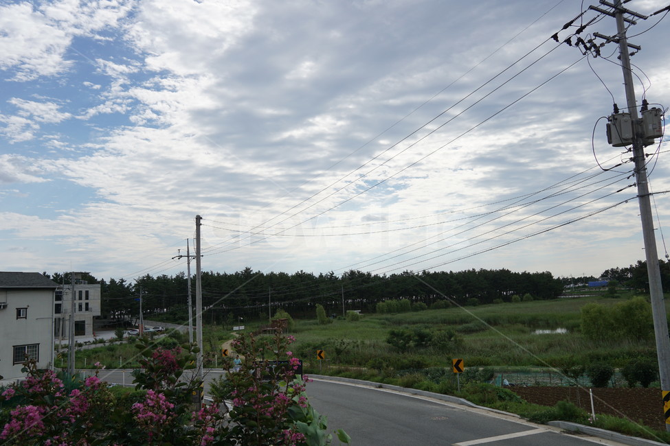 sky,flower,plain,view,구름,하늘,배경,식물,꽃,cloud