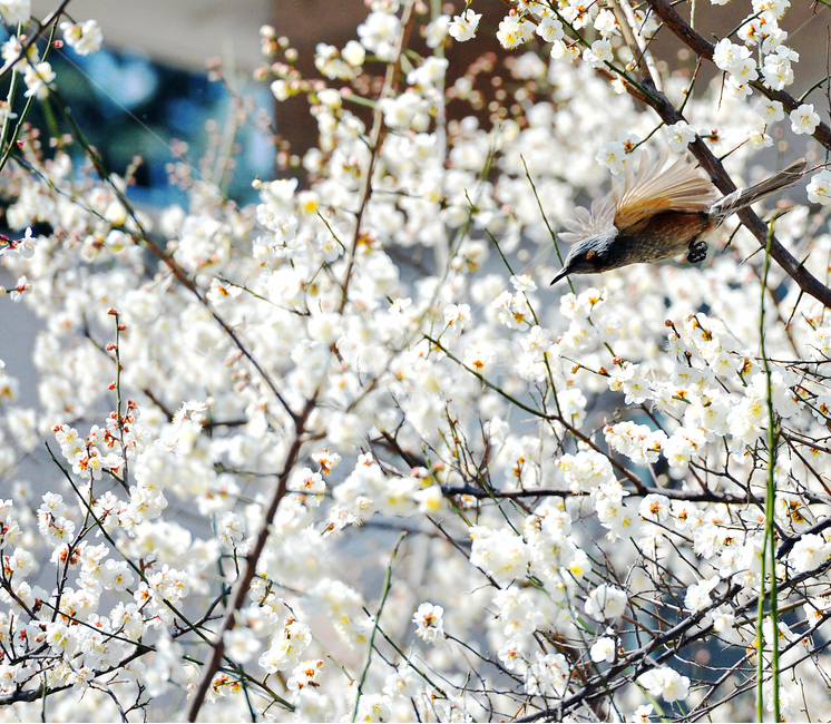 봄,직박구리,매화,꽃,flower,bloom,만개,새,화창,따뜻함,sprong,봄,계절,spring,season,식물,자연,plants,nature,꽃,flower,동물,animal,조류,새,birds,plant,blossom