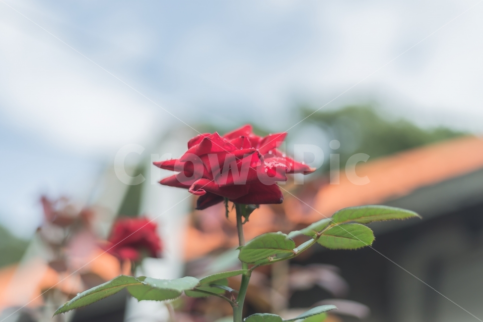 장미꽃,하늘,풍경사진,장미,꽃,식물,자연,plants,nature,꽃,flower,감성,sensible,feeling