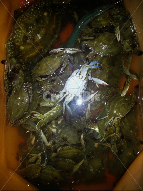 꽃게,해산물,게,crab,바다,갑각류