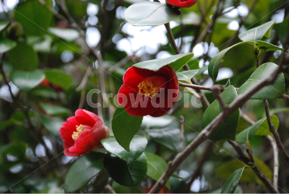 동백꽃,붉은꽃,봄,겨울,spring,winter,flower,redflower,camelliaflower,camellia,봄꽃,겨울꽃,식물,자연,plants,nature,꽃,flower