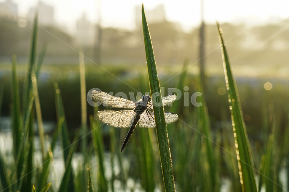 잠자리,날개,겹눈,곤충,풀,이슬,들판,동물,animal,곤충,벌레,insect,bug,휴식,힐링,rest,relaxation,healing