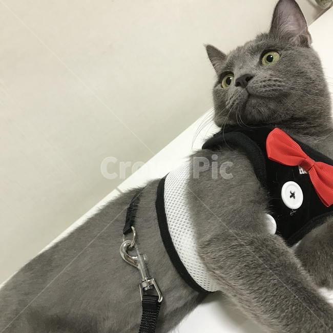 고양이,러시안블루,회색,턱시도,빨간리본