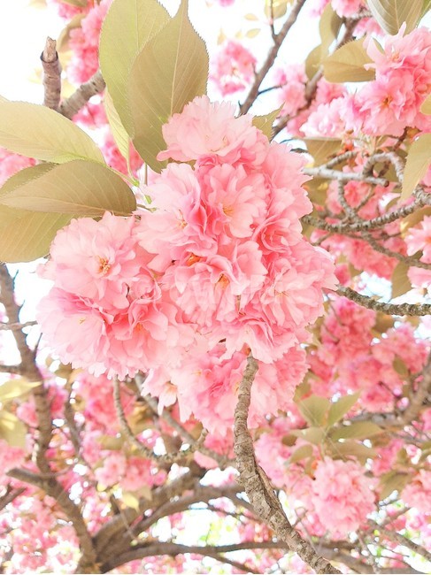 겹벚꽃,왕벚꽃,봄,벚꽃,꽃,식물,자연,plants,nature,꽃,flower
