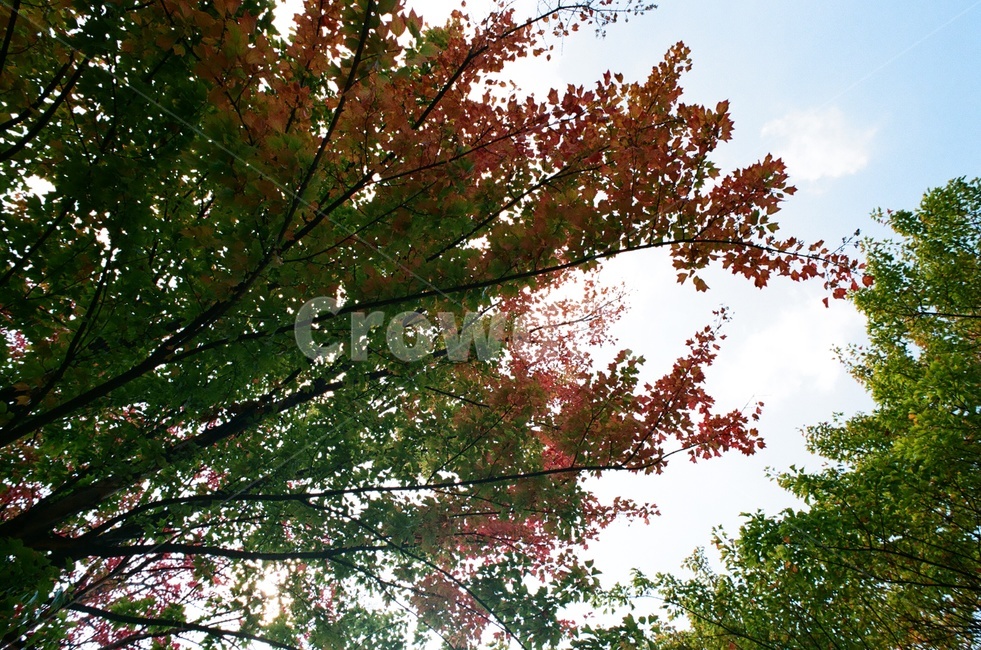 연못,녹음,여름,필름카메라,필름사진,밀양,대구식물원,벌,식물,자연,plants,nature,나무,trees,wood