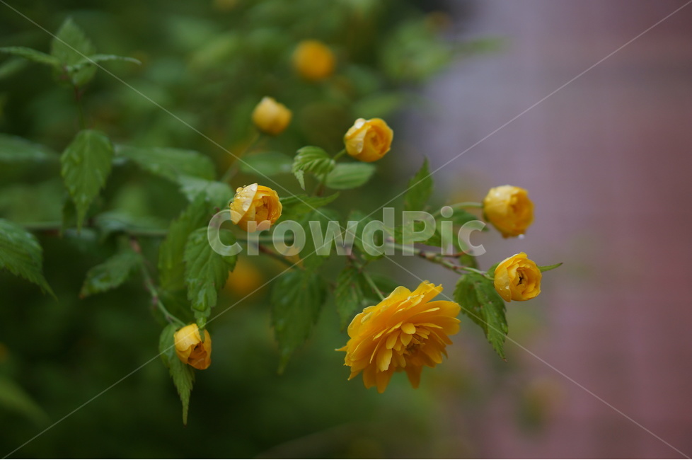 황매화,봄,노랑,낮,풍경,꽃,식물,자연,plants,nature,꽃,flower