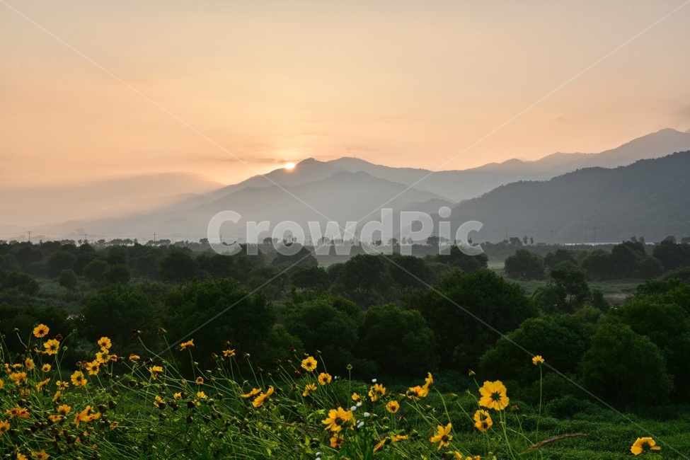 전남,곡성,침실습지,섬진강,섬진강일출,여명,아침,금계국,field,들,plant,식물,scenery,풍경,landscape,경치,경관,nature,자연,outdoors,옥외,sky,하늘,redsky,붉은하늘,flare,플레어,light,빛,dawn,새벽,자연,풍경,nature,landscape
