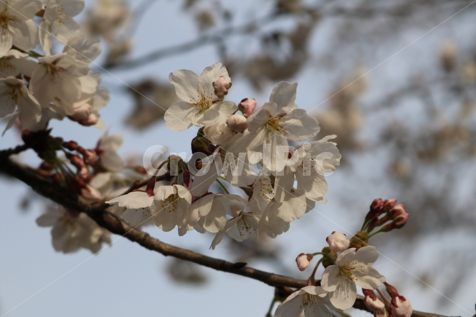 plant,식물,blossom,꽃,flower,벚꽃