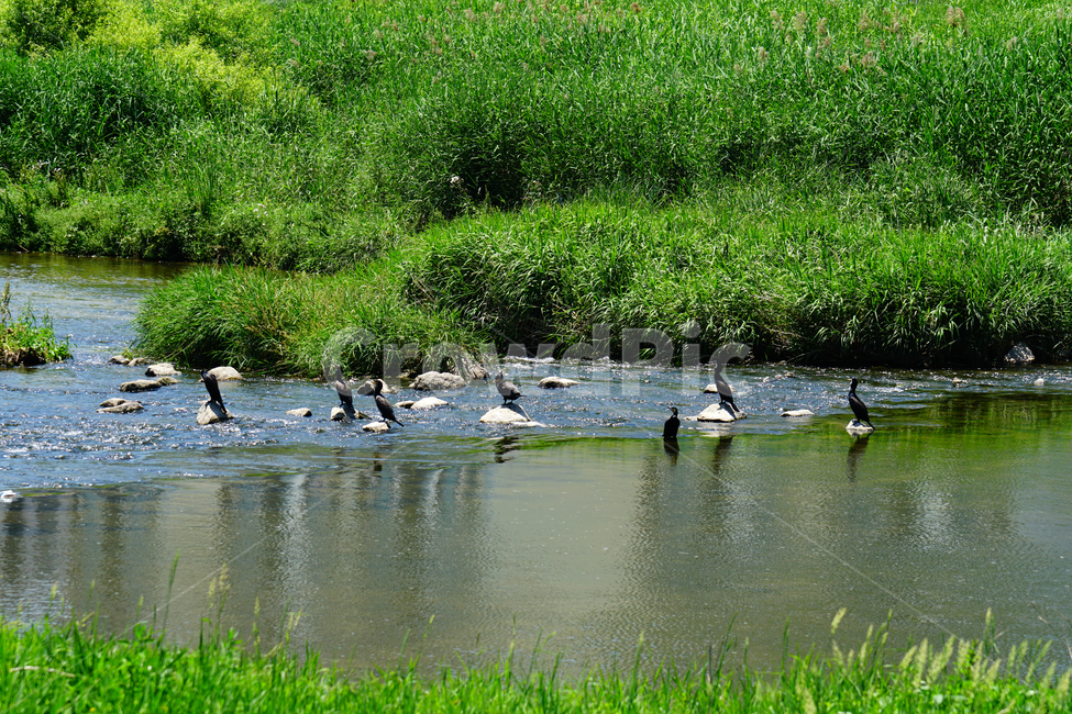 가마우지,철새,새,조류,동물,bird,animal,cormorant,nature,자연,중랑천,하천,강,강변,서울,seoul,river,풍경,landscape,summer,여름,6월,june,식물,수풀,강가,동물,animal,조류,새,birds