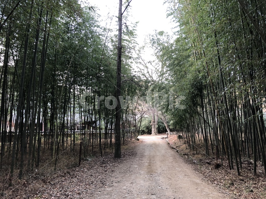 plant,식물,대나무,bamboo,겨울,winter,숲길