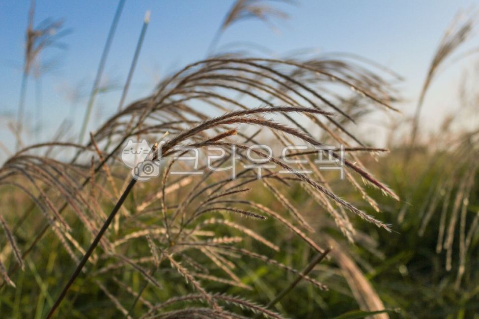 순천만습지,갈대밭,억새,억새밭,억새축제,갈대,억새군락지,억새평원,갈대숲,갈대꽃,갈대축제,갈대군락지,갈대길,갈대습지,갈대습지공원,가을,순천만국가정원,순천만억새,갈대공원,억새공원,reed,flamegrass,silvergrass