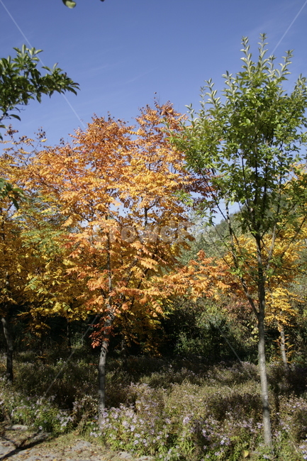 단풍,나무,숲,식물,plant,가을,하늘