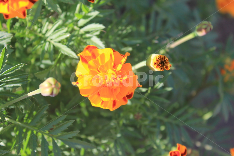 만수국,가을,식물,꽃,autumn,fall,plant,flower,flowers,매리골드,메리골드,marigold,식물,자연,plants,nature,꽃,flower