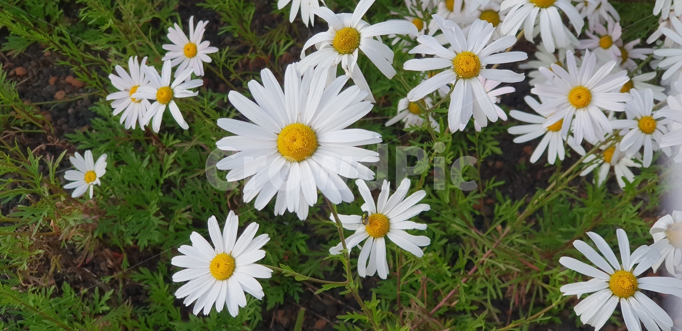 꽃,하얀색,들꽃,flower,흰꽃