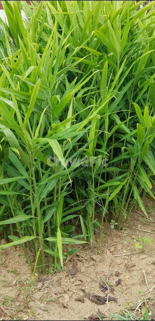 생강,텃밭,김장,생강줄기,생강싹,식물,자연,plants,nature