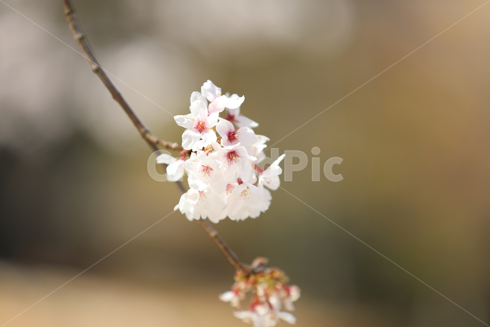봄꽃,봄,flower,springfield,매화