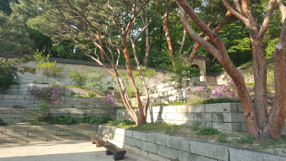 plant,나무,경복궁,정원,나무줄기,식물,treetrunk,palace