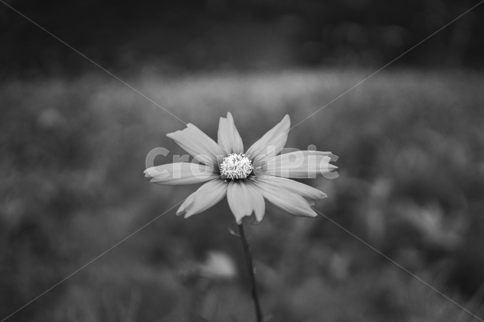 꽃,흑백사진,자연,접사,흑백,flower,nature,macro,필름,필름느낌,식물,자연,plants,nature,꽃,flower,흑백,모노톤,monochrome,black and white