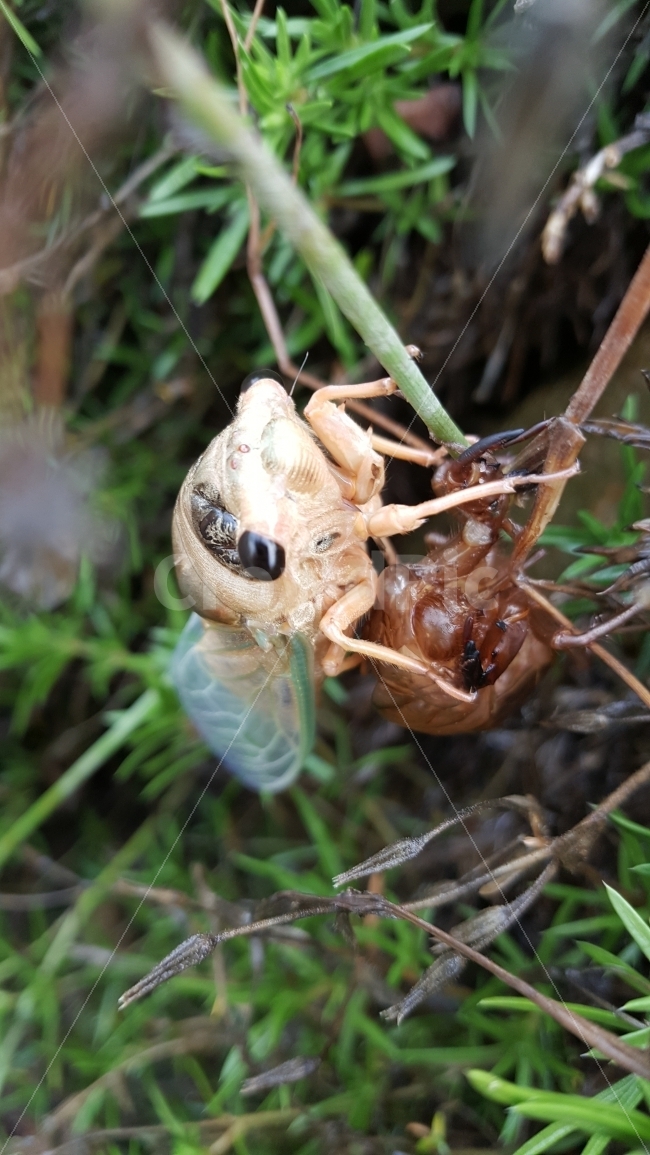 매미,곤충,탈피이슬,변태곤충,번데기,동물,animal,곤충,벌레,insect,bug