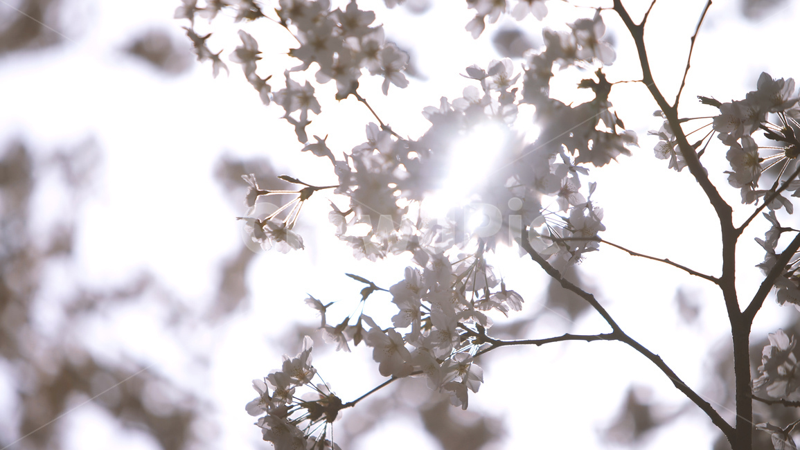 봄,벚꽃,cherryblossom,flowers,벚꽃나무,꽃비,벚꽃비,봄꽃,계절,spring,season,식물,자연,plants,nature,꽃,flower,나무,trees,wood,감성,sensible,feeling,배경화면,이미지,감성사진,역광,봄,계절,spring,season,식물,자연,plants,nature,꽃,flower,light,빛,flare,플레어