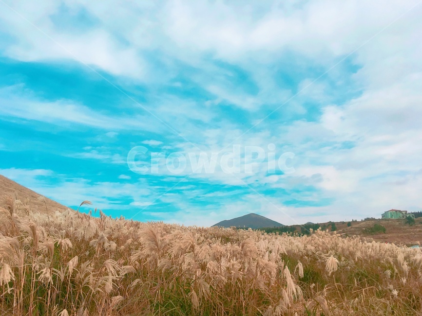 새별오름,제주도,갈대,갈대밭,자연,하늘,감성,가을,계절,fall,autumn,season,자연,풍경,nature,landscape
