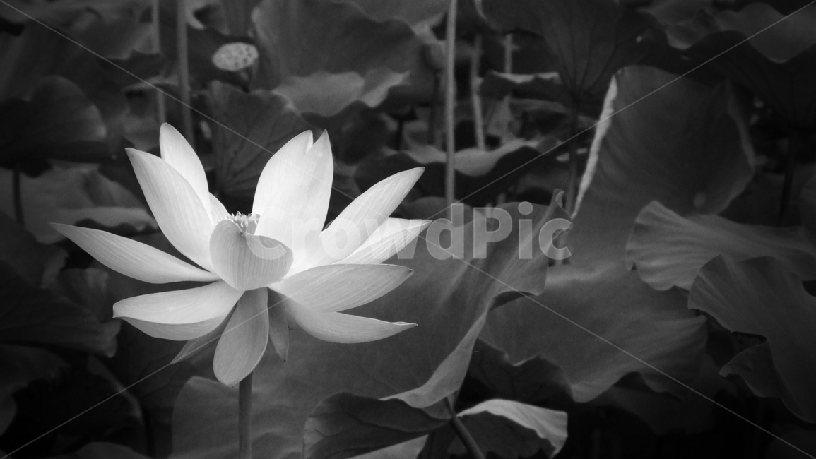 lily,blossom,꽃,plant,식물,연못백합,연꽃,식물,자연,plants,nature,꽃,flower,흑백,모노톤,monochrome,black and white