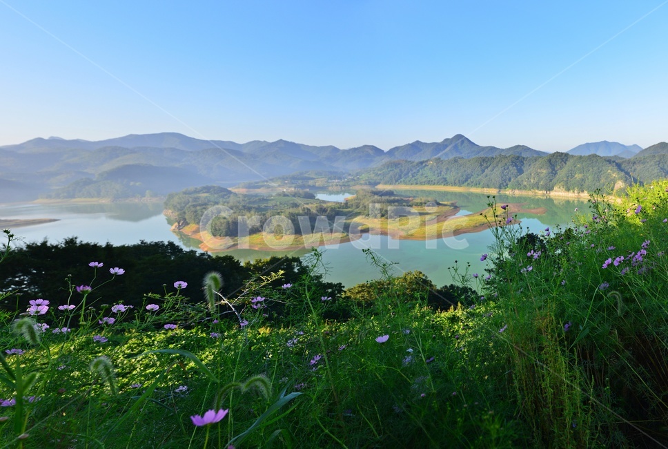 water,물,plant,식물,nature,자연,outdoors,옥외,코스모스,코스모스꽃,임실,국사봉,옥정호,붕어섬,옥정호아침