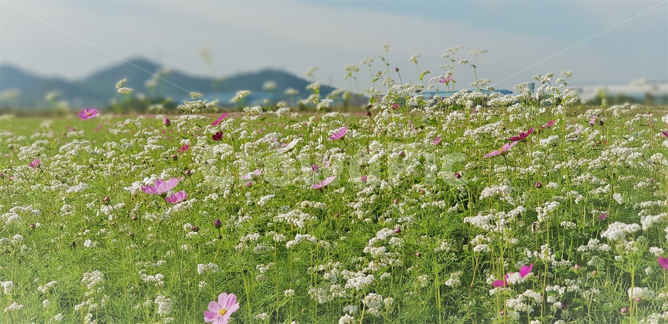 가을,꽃,코스모스,메밀,순수,식물,자연,계절,풍경,감성,flower,서정,nature,하늘,beauty,구름,산,가을,계절,fall,autumn,season,식물,자연,plants,nature,꽃,flower,grassland,목초지,field,들,outdoors,옥외,rural,농촌,farm,농장,meadow