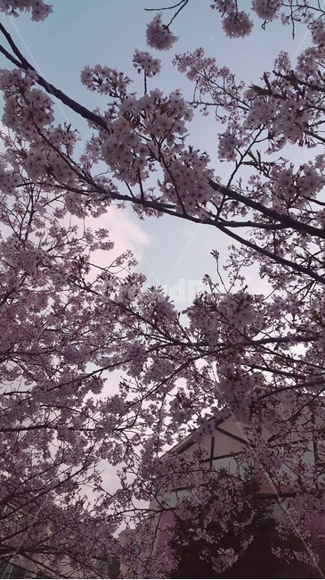 꽃,flower,벛꽃,봄,cherryblossom,봄꽃,예쁜