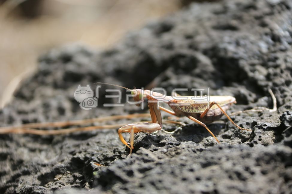 flat belly wart,hpatellifera,insect,arthropod,mantis