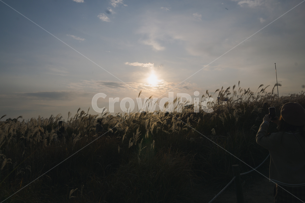 nature,자연,outdoors,옥외,갈대,풍경,plant,식물,reed,빛,flare,플레어