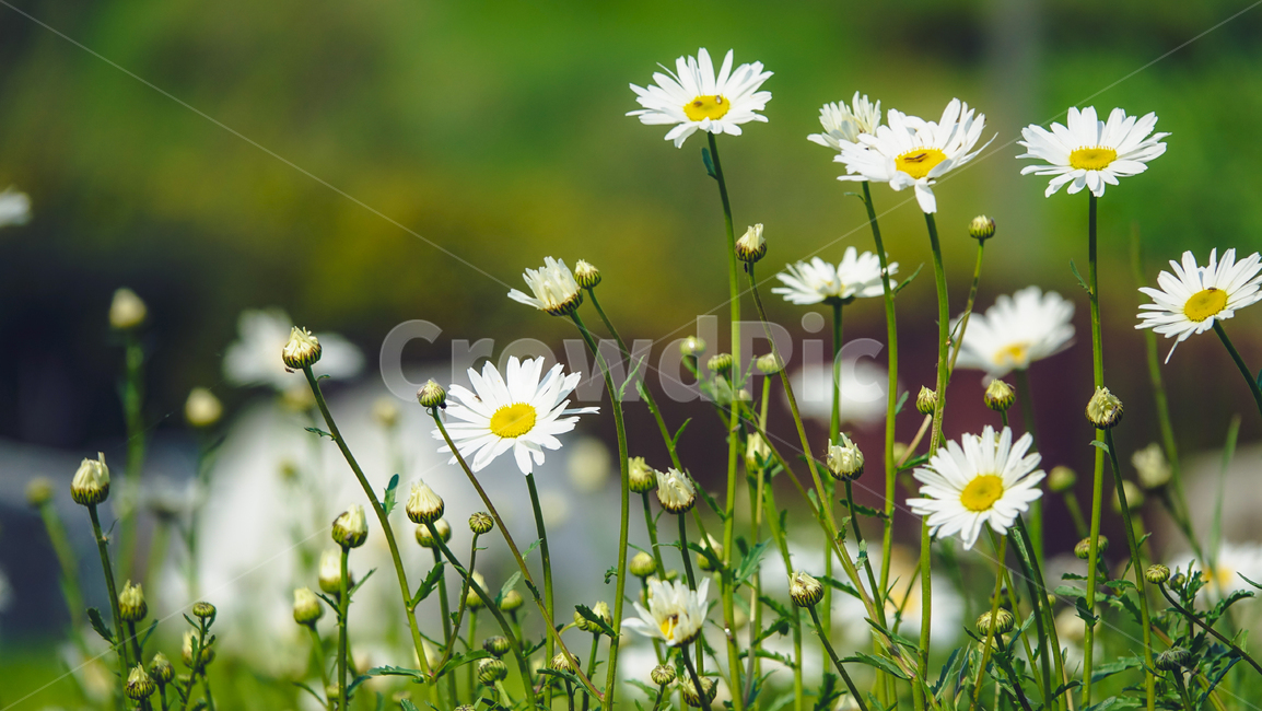 민들레,꽃,봄,야생화,flower,dandelion,자연,식물,민들레꽃,흰민들레