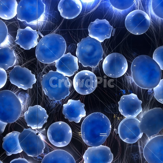 감성,신비,신기,해파리,jellyfish,동물,animal,어류,물고기,fish,텍스처,질감,패턴,texture,pattern