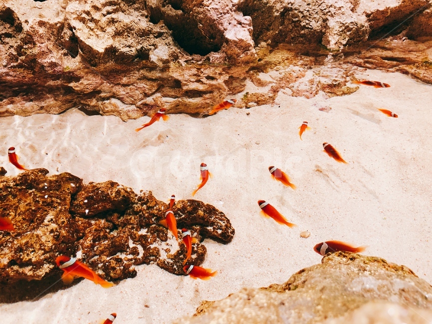 물고기,니모,흰동가리,수족관,어항