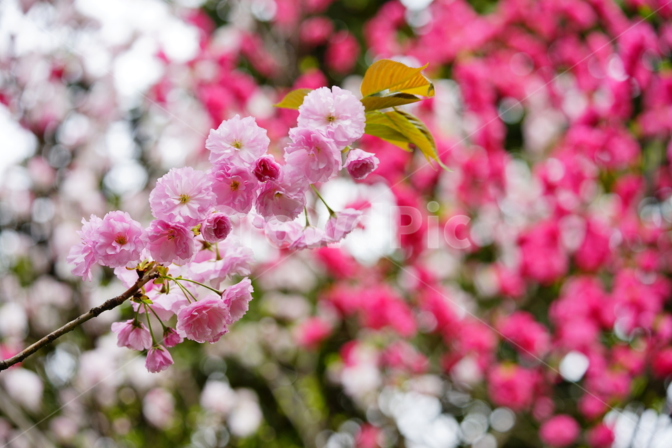 겹벚꽃,벚꽃,봄,분홍꽃,cherryblossom,봄,계절,spring,season,식물,자연,plants,nature,꽃,flower,plant