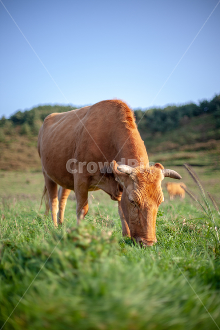 소,cow,제주도,한우,제주,소고기,쇠고기,동물,animal,포유류,mammal,산업,industry,industrial,목축업,목장,livestock farming,ranching,pasture
